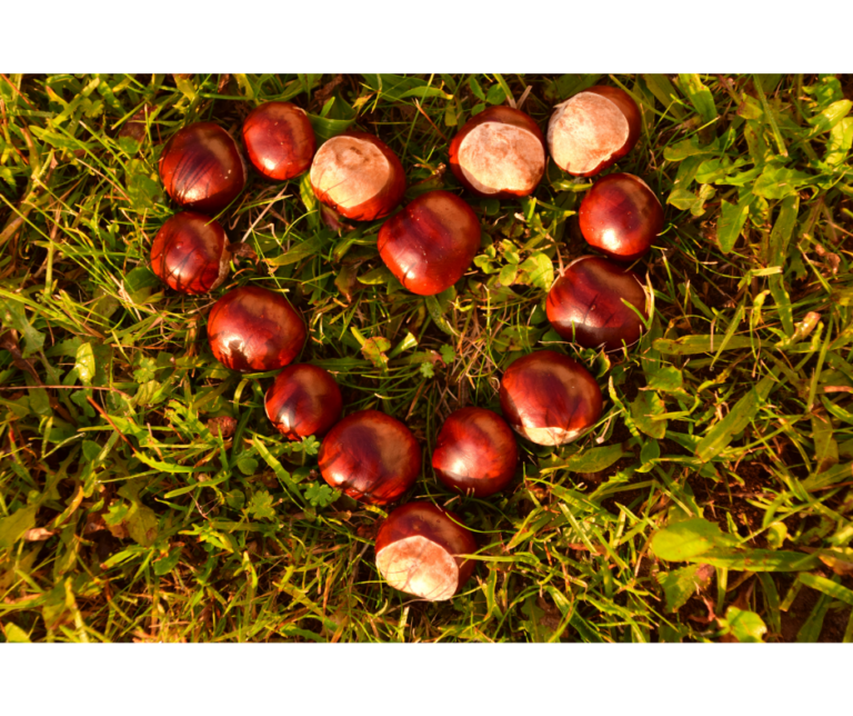 castanhas, outono, actividades atividades para crianças e bebés tocar com as castanhas